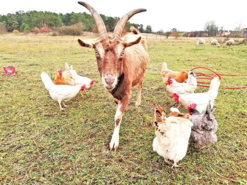 Ferienwohnungen auf dem Land Gross Quassow SEE 10170