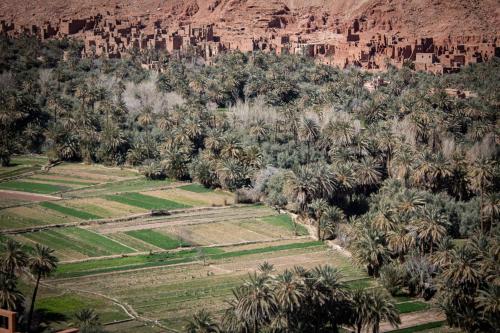 棕榈树宾馆 棕榈树宾馆