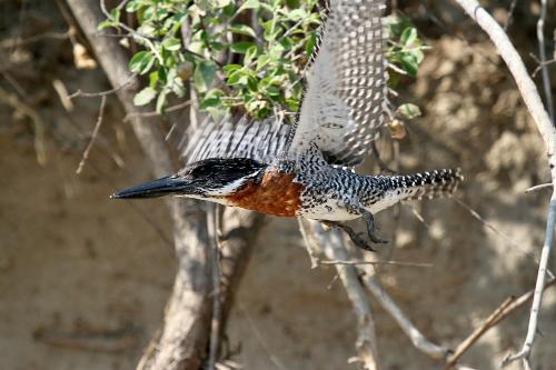 Kubu & Kwena Lodge