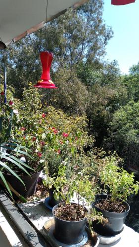 Charming sunny bedroom overlooking beautiful Amsterdam Avenue in best Condesa area in Mexico City, Mexico