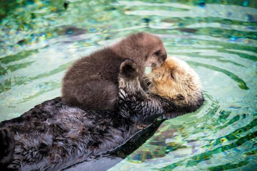 Yellow House Main – Pacific Grove, CA