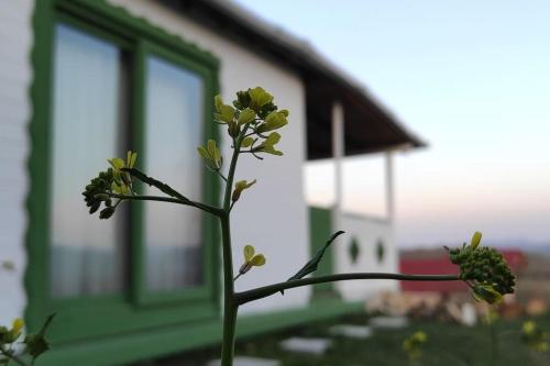 Ağva Jakuzili Dağ Evi