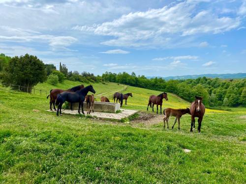Poggiovalle Tenuta Italiana - image 8