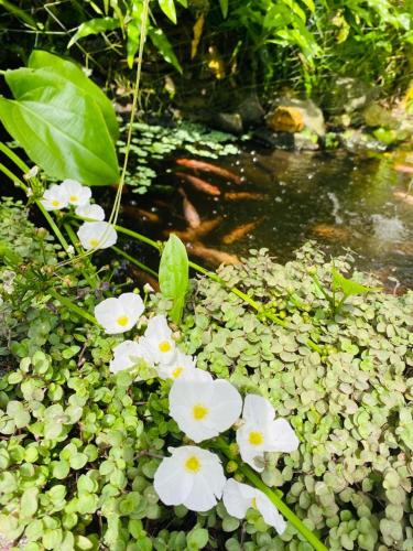 Coconut Grove - Midigama Coconut Grove - Midigama