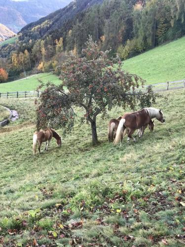 Naturhotel Wieserhof