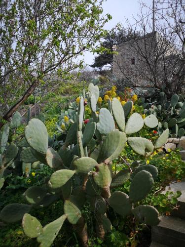 Casa Opuntia