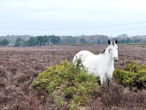 In the heart of the new forest in Fordingbridge