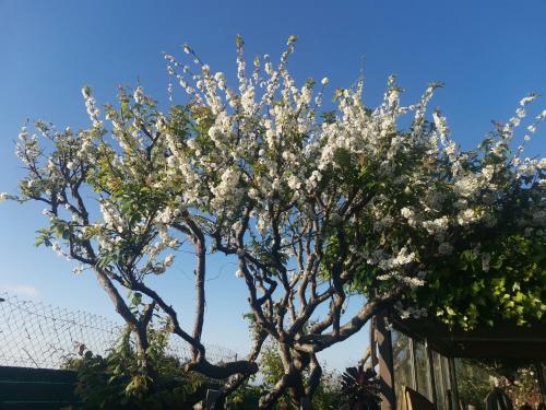 Finca Vistas al Teide con jacuzzi, wifi y TV satélite