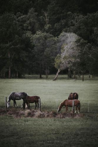 Sixty6 Acres Sunshine Coast farmstay