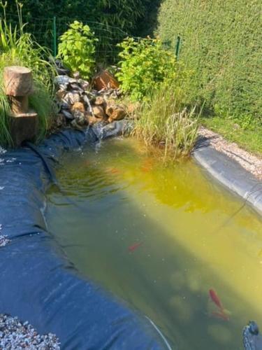 Skats, Les Poissons Rouges in Lancheres
