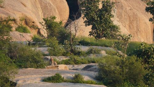 Panthera Pardus Safari Lodge