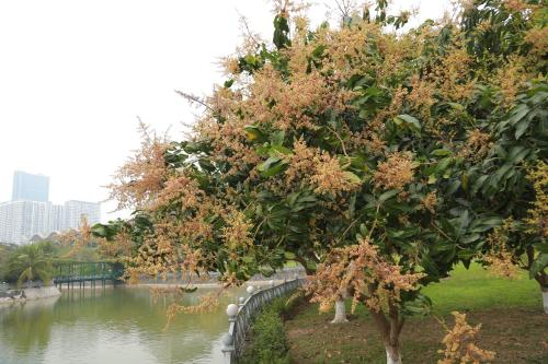 NCC Garden Villas - NCC Hotel – Hanoi