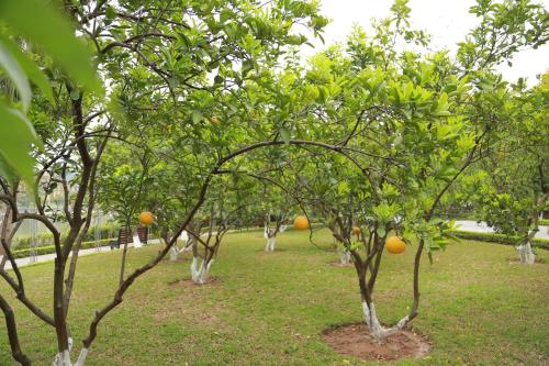 NCC Garden Villas - NCC Hotel – Hanoi