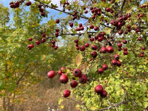 Agroturystyka Gęsiniec Stare Osieczno