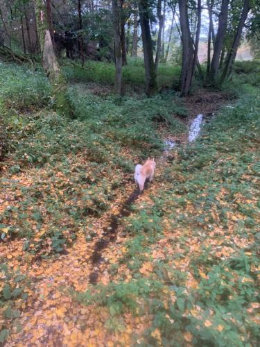 Agroturystyka Gęsiniec Stare Osieczno