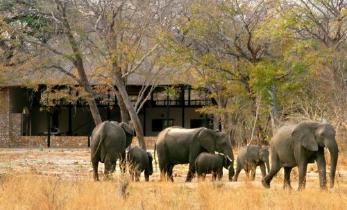Gwango Elephant Lodge in Dete