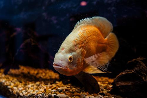 AirHome - Golden Fish, Tallinn (photo 2)