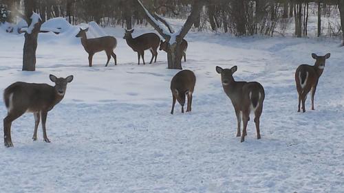 Deer Mountain Lodge & Wilderness Resort