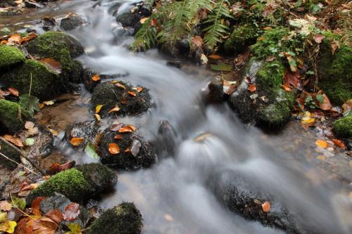 Nid'Ardennes