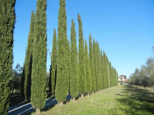 Azienda Agrituristica Le Betulle