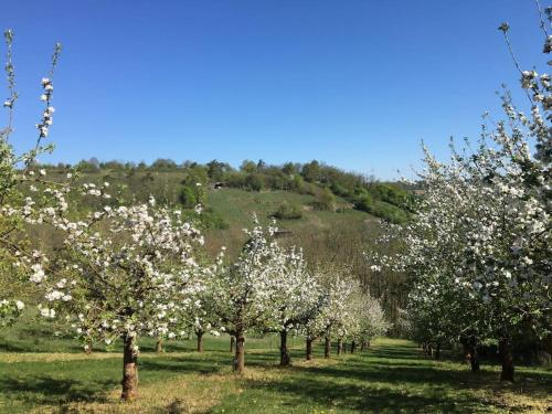 Ferienwohnung Weinbergsblick optimale Stadtnähe