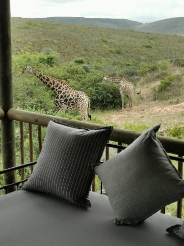 Garden Route Safari Camp