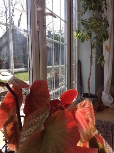 The Summer Room