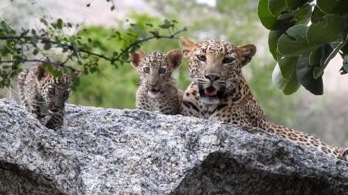 Jawai Leopard Villa