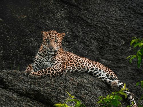 Jawai Leopard Villa