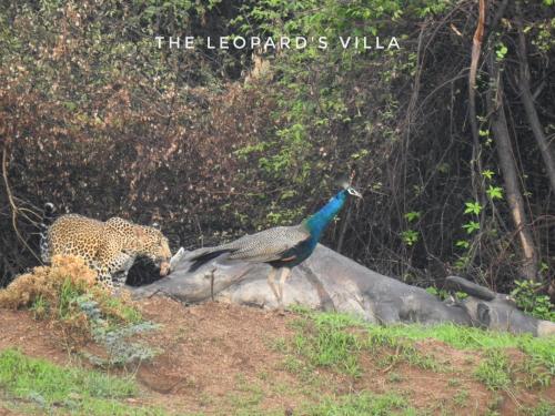 Jawai Leopard Villa