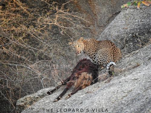 Jawai Leopard Villa