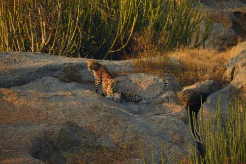 Jawai Leopard Villa