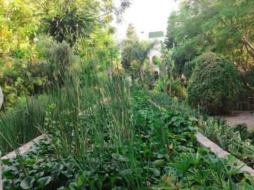 Babil Bahceleri - Gardens of Babel Babil Bahceleri - Gardens of Babel