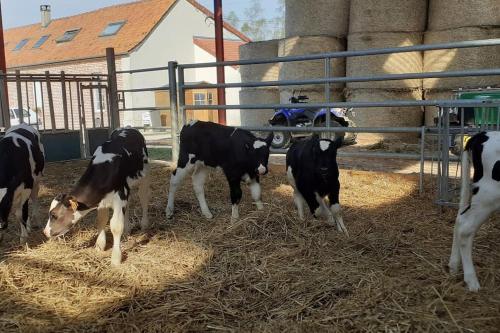 Gîte à la ferme le vivier (Gite a la ferme le vivier) in Lottinghen