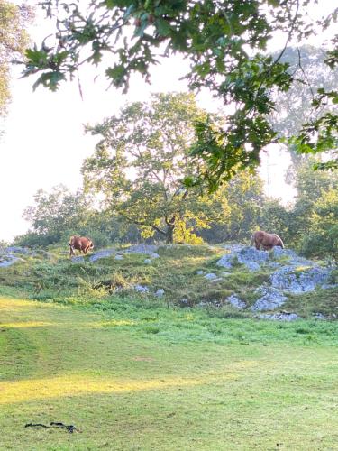 La Casa de Hierba - Casa de campo de diseño con jardín y wifi cerca de las playas de Llanes