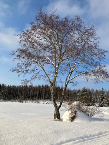 Lamminmäen Juhla ja Peti