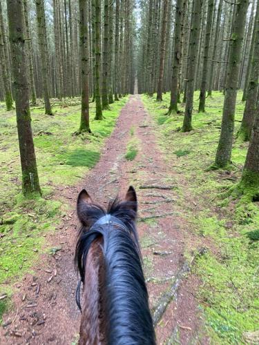 L'évasion du berger australien (L'evasion du berger australien) in Couvin