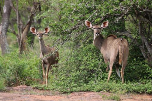 Magari Safari Villa