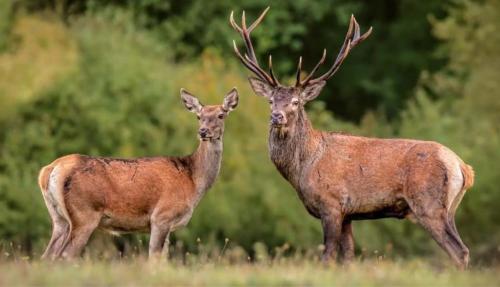 El Fresno Cazorla in 科托里奧斯
