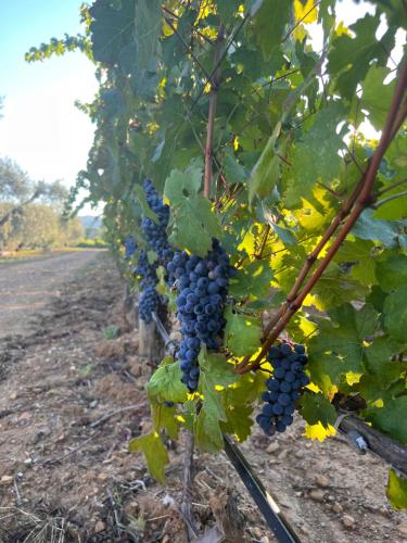 Mia Margot Suite Apartment