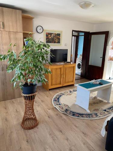 Mićin dom - Apartment - Pirot