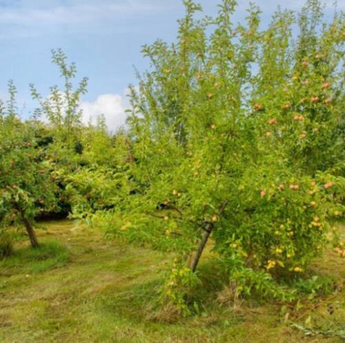 tuin, Killenard Kottage, Killenard, Laois in Killenard