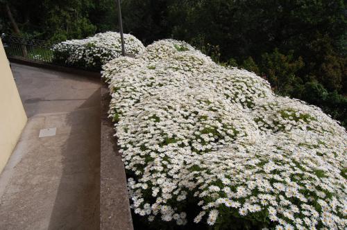 Villa Romita - image 4