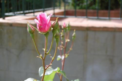 Villa Romita - image 11