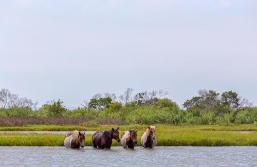 Chincoteague Inn - image 29