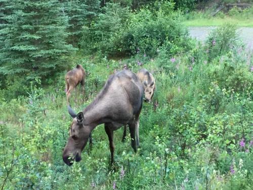 Denali Luxury King Studio Suite w/all amentities and Spectacular Views - image 7