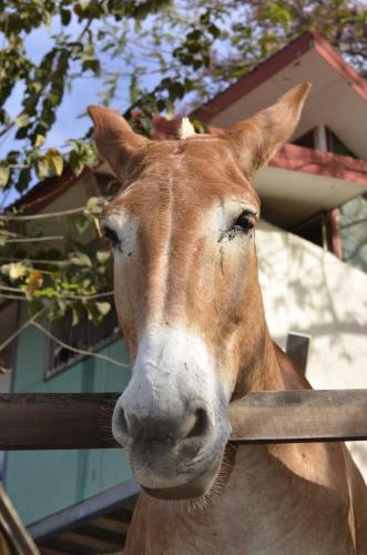 Finca Los Caballos Montezuma