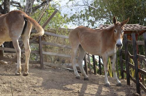 Finca Los Caballos Montezuma