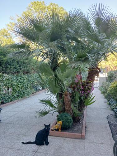 Kert, La Mimosa in Lido Degli Estensi