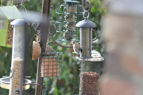 霍顿住宿加早餐旅馆 霍顿住宿加早餐旅馆